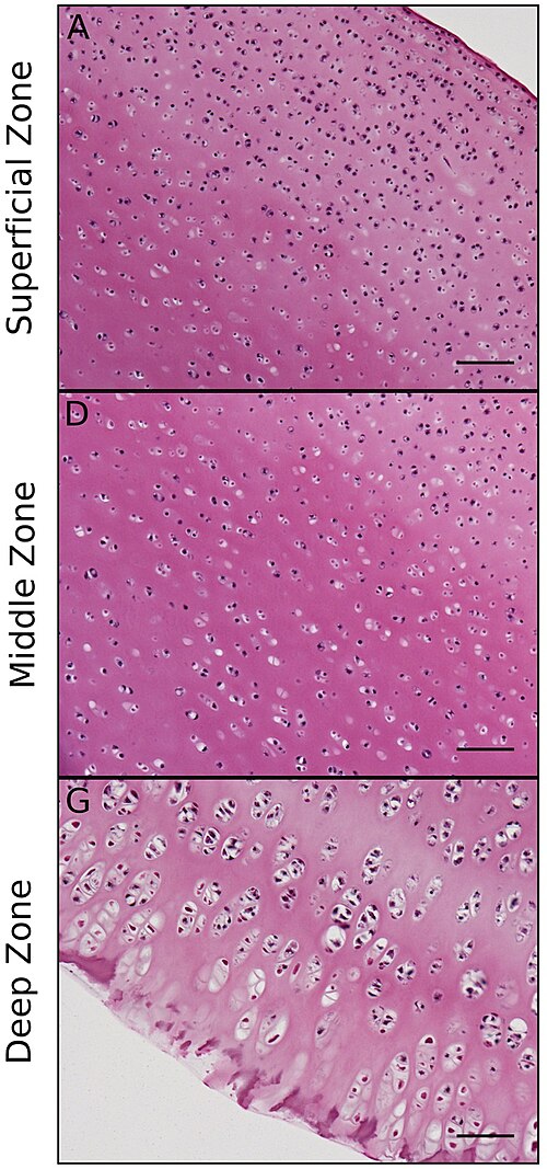 Articular cartilage ECM zonal architecture. Superficial zone: collagen II fibers aligned parallel to articular surface (resists shear). Deep zone: fibers aligned perpendicular to bone interface (absorbs compression).