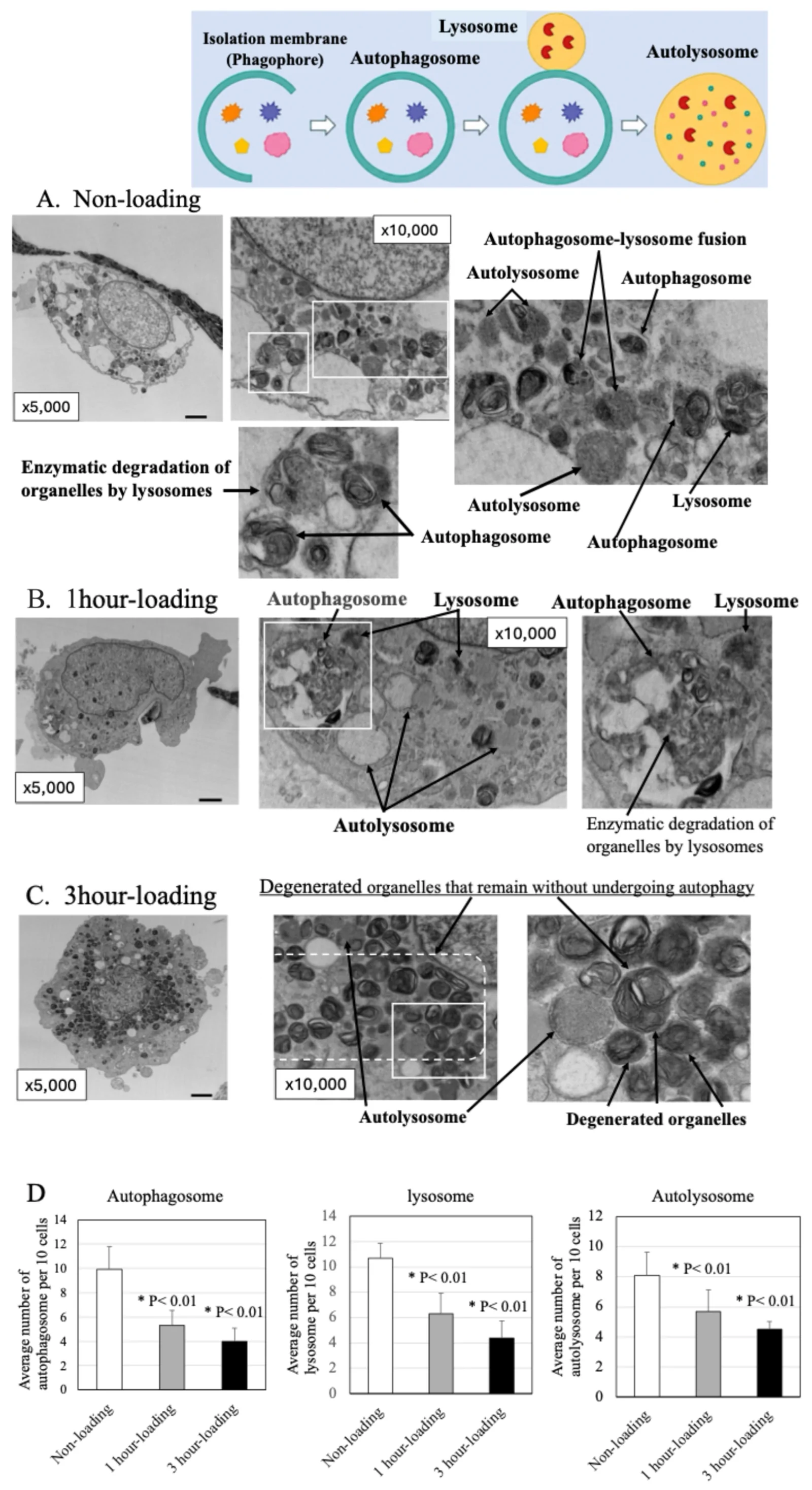 Human articular chondrocyte TEM (non-loading control arm). Panel A: autophagosomes, lysosomes, and autolysosomes showing normal autophagy activity. From a study of mechanical loading effects on OA chondrocytes; non-loading arm is the baseline control.