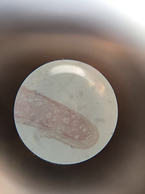 Hyaline cartilage histological section, H&E stain. Chondrocytes in lacunae visible within the cartilage matrix.